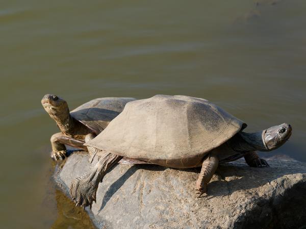 <h3>Pelomedusa subrufa / Helmeted turtle / Afrikaanse moerasschildpad</h3>OM-1 with OLYMPUS M.150-400mm F4.5 TC, 1/2000 sec at F5.6, ISO 1250, distance 6.79 m